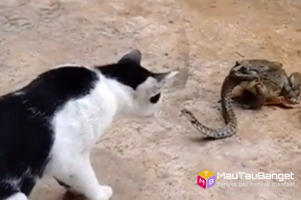 Katak makan ular, kucing pun ingin makan ular