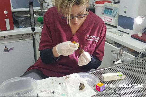Wow, seorang wanita Israel membawa bekicot dengan cangkang pecah ke dokter hewan
